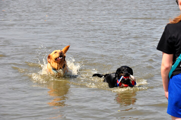 Labrador Hunderasse, zwei Hunde im Wasser am Hundestrand 