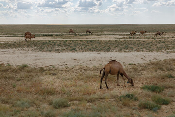 Camels in the steppe of Kazakhstan. A herd of camels grazes in the steppe.
