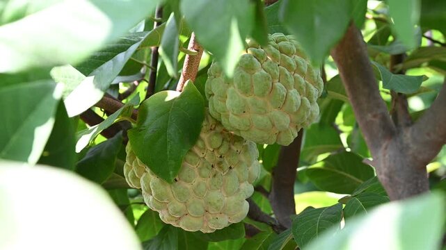 Annona squamosa or sugar-apples, Custard apple, Sharifa, Sitaphal, Sitapalam or sweetsops fruits on a tree