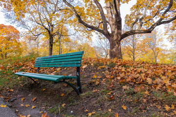 Green Park Bench in Autumn Foliage