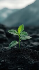 Naklejka premium Vibrant seedling plant sprouting in wild terrain, symbolizing growth and resilience in nature's embrace.