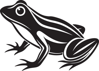 frog on white background