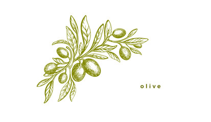 Engraved olive branch. Sketch branch, green fruit