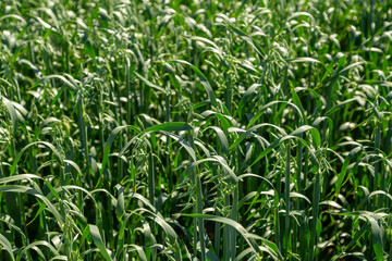 Close up on a green oat ears of wheat growing in the field. Agriculture. Nature product.