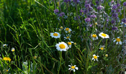 Fototapeta premium In a lush meadow, vibrant daisies and purple wildflowers flourish amidst dense green grass. The scene captures the essence of springtime in the countryside