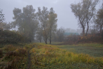 Fototapeta premium autumn forest in the morning