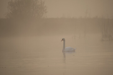 swans on the lake