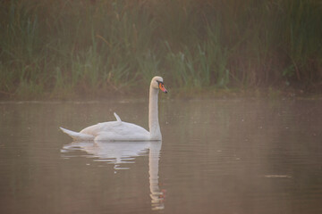 swan on the lake