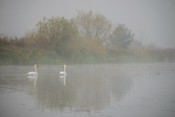 swans on the lake