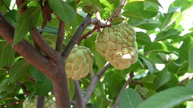 Annona squamosa or sugar-apples, Custard apple, Sharifa, Sitaphal, Sitapalam or sweetsops fruits on a tree