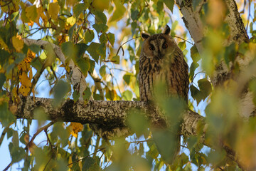 Long-eared Owl sitting on the tree