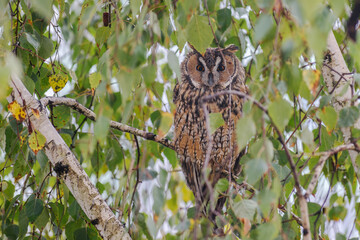 great horned owl in tree