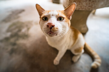 Content Cat Lying Down on a Smooth Concrete Floor