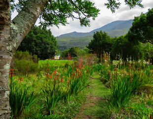 Drift of Watsonia/ Suurkanol (Watsonia laccata), Garden Route Botanical Garden, George.