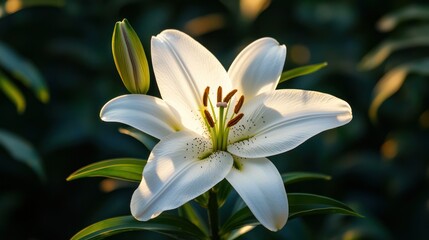 Fototapeta premium A pure white lily in full bloom, with soft sunlight illuminating its petals, set against a dark green background