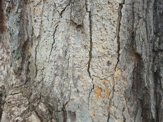 bark of a tree