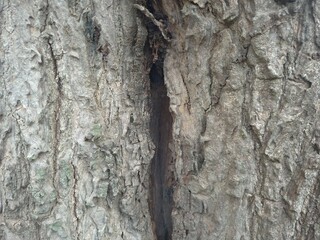 bark of a tree