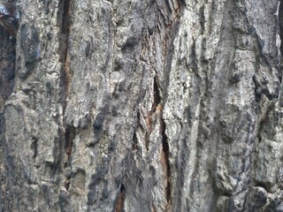 bark of a tree