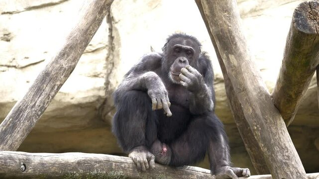 An animal, a monkey, a chimpanzee sits on a branch while peeing