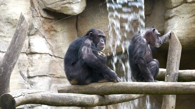 There are two monkeys, chimpanzees on the branch. One gives the other a hand. Very sweet and heartwarming