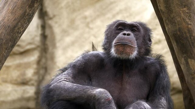 A monkey looks around and moves its mouth. Its a chimpanzee