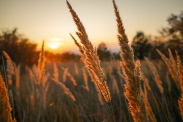 Golden Grass in Warm Sunlight, Soft Focus, Smooth Bokeh, in Hungary