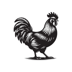 Chicken Illustration - Detailed Vector Line Art on White.