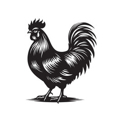 Chicken Line Art - Realistic Vector Outline on White.