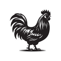 Chicken Line Art - Realistic Vector Outline on White.