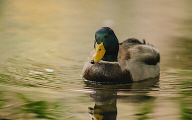 Mallard Duck Swimming on Calm Pond in Hungary