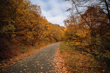 Fototapeta premium Winding Road Through Scenic Autumn Forest