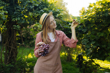 Close up of young Caucasian woman farmer winemaker with a hat and an apron checking grapes for...