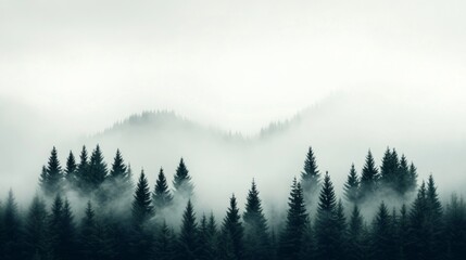 Obraz premium Serene Foggy Background Featuring Pine Trees
