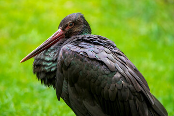 Elegant Close-Up Portrait of a European Black Stork Against a Lush Green Background