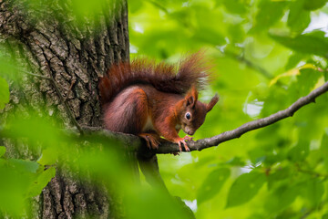 European Red Squirrel Enjoying a Snack in an Oak Tree
