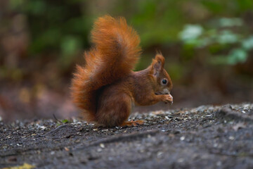 European Red Squirrel Feeding on Sunflower Seeds Beneath a Bird Feeder