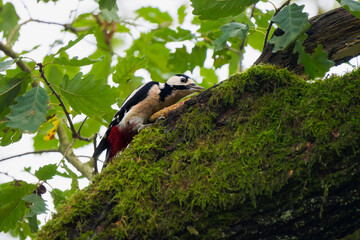 Great Spotted Woodpecker Pecking at a Pine Cone