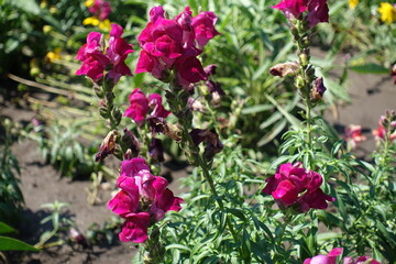 Fototapeta premium Close shot of magenta colored flowers of Antirrhinum majus in July