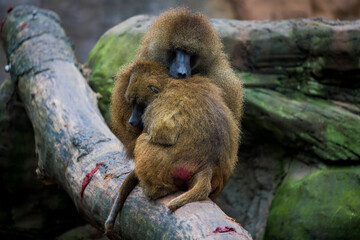 Two Guinea Baboons Cuddling on a Fallen Tree