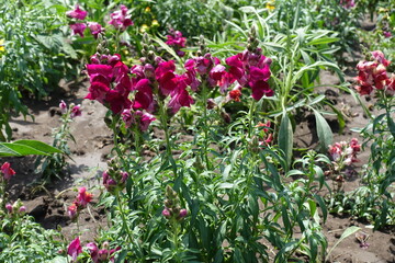Full length view of magenta colored flowers of Antirrhinum majus in mid July