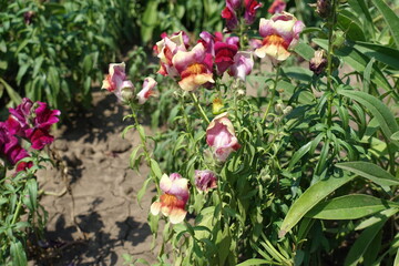 Florescence of light yellow and red Antirrhinum majus in July
