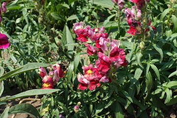 Group of red and yellow flowers of Antirrhinum majus in July