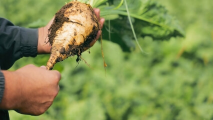Farmer holding freshly harvested sugar beet. Close-up of a farmer holding a freshly harvested sugar...