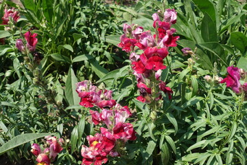 Naklejka premium Multiple red and yellow flowers of Antirrhinum majus in July