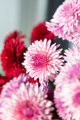 Obraz premium Full frame of bouquet of blooming chrysanthemums. Pink and red chrysanthemum flowers.
