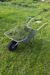 A wheelbarrow full of grass clippings.
Lawn mowing process.