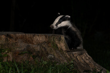 Eurasian Badger - Meles meles, popular beautiful carnivore from European and Asian forests, White Carpathians, Czech Republic. © David