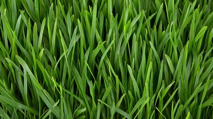 Fototapeta premium Lush Green Grass Blades Close Up Texture Background