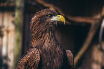 red tailed hawk