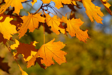 Obraz premium maple leaves in autumn